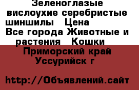 Зеленоглазые вислоухие серебристые шиншилы › Цена ­ 20 000 - Все города Животные и растения » Кошки   . Приморский край,Уссурийск г.